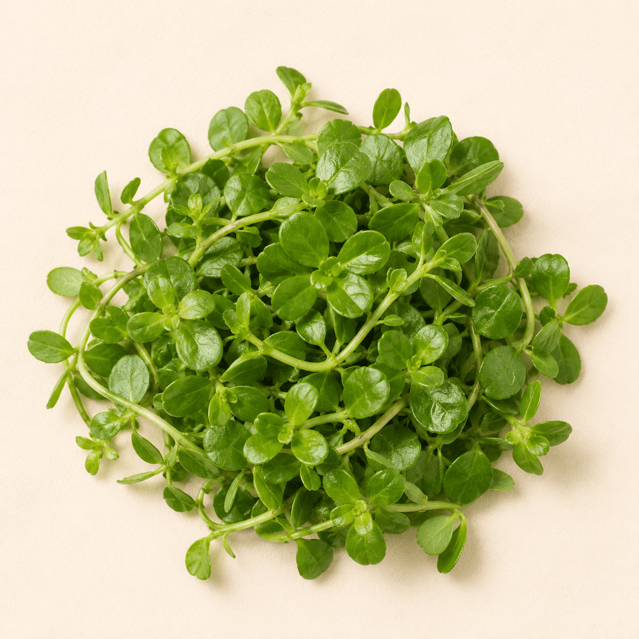 Brahmi