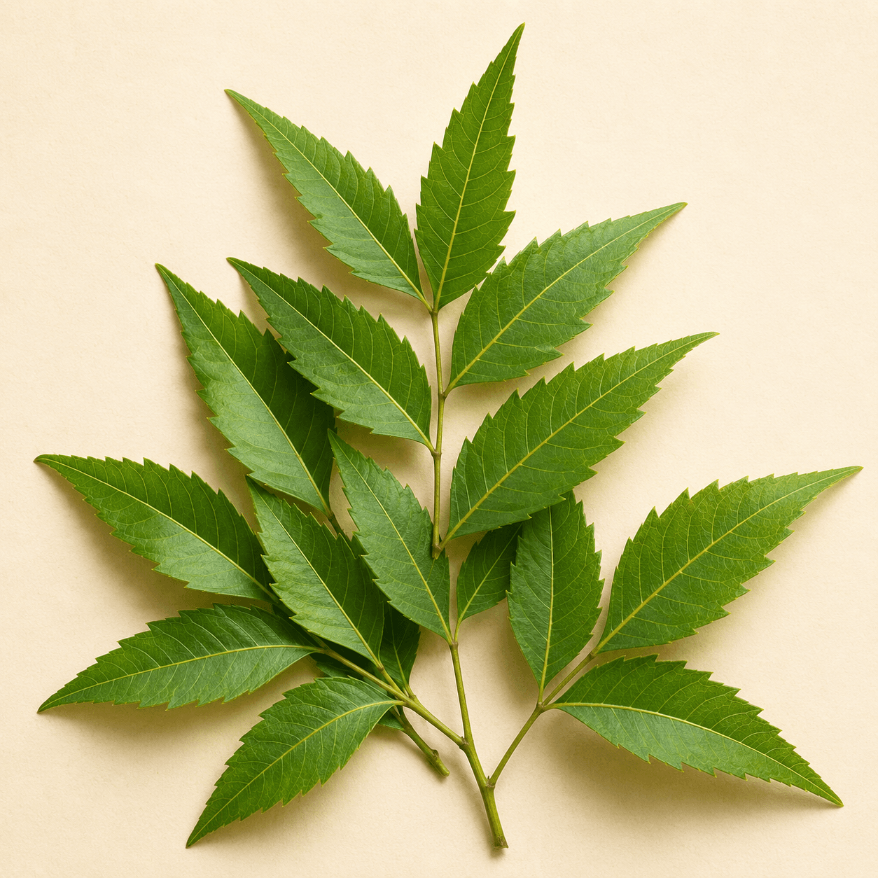 Neem Leaves