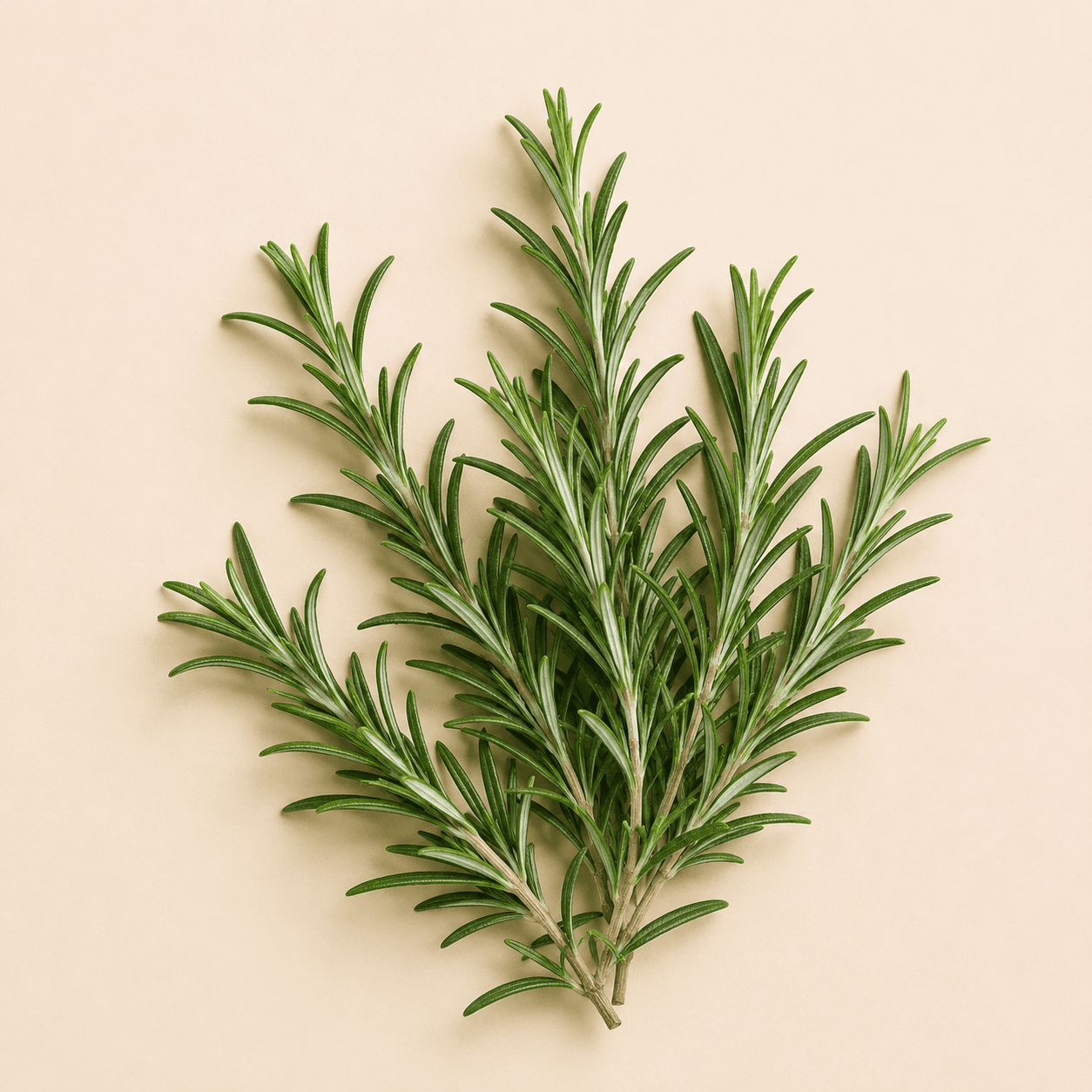 Rosemary